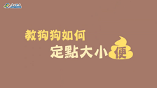 [微課程]教狗狗如何定點大小便